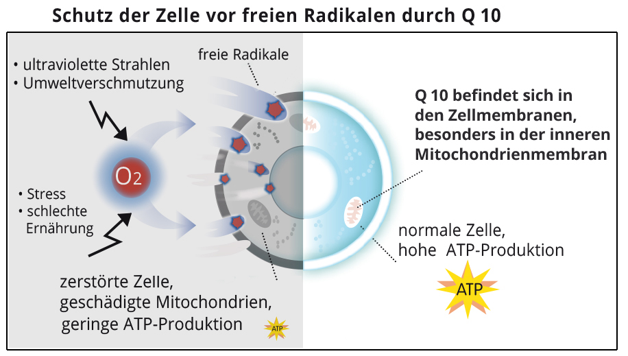 Antioxidanz Q10