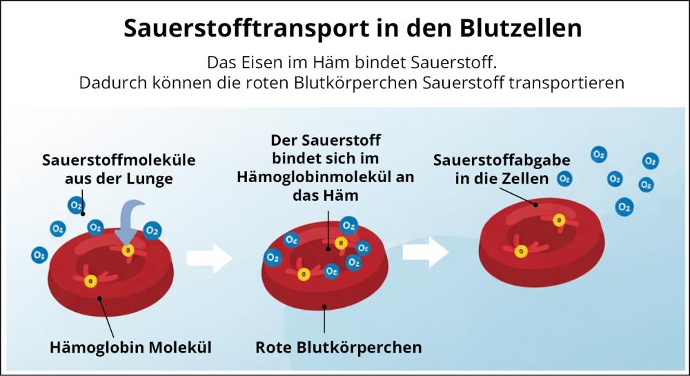 Sauerstofftransport-Blut