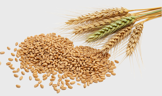 Spermidin aus Weizenkeimen