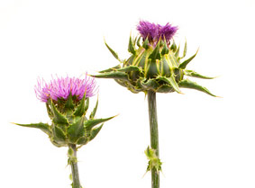 Mariendistel