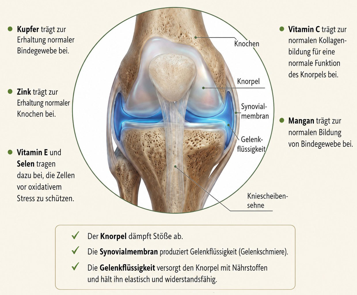 Kniegeelenk-Mikronaehrstoffe