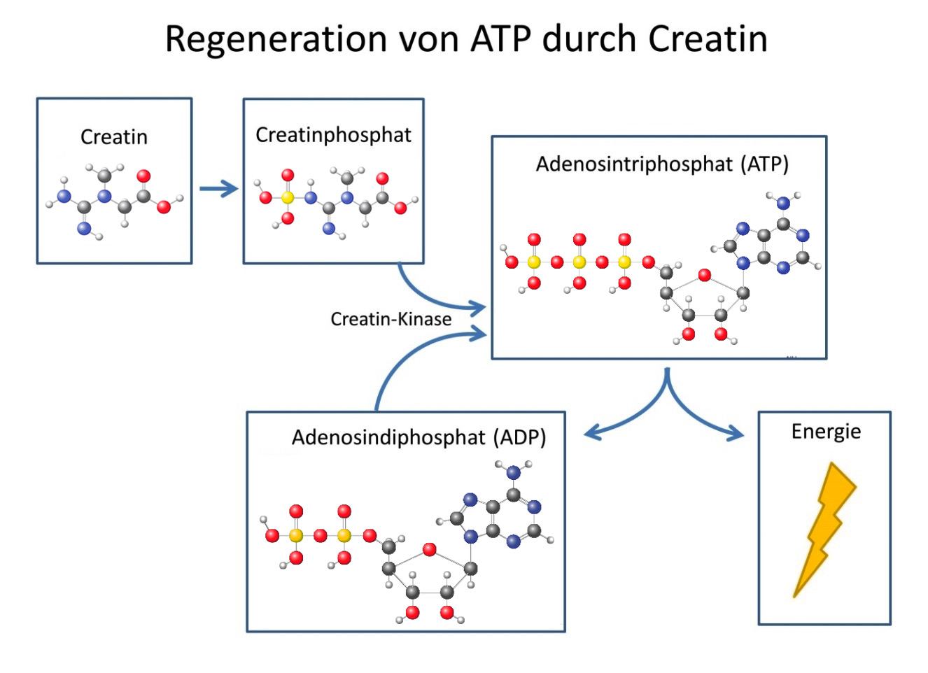 Regeneration von ATP durch Creatin