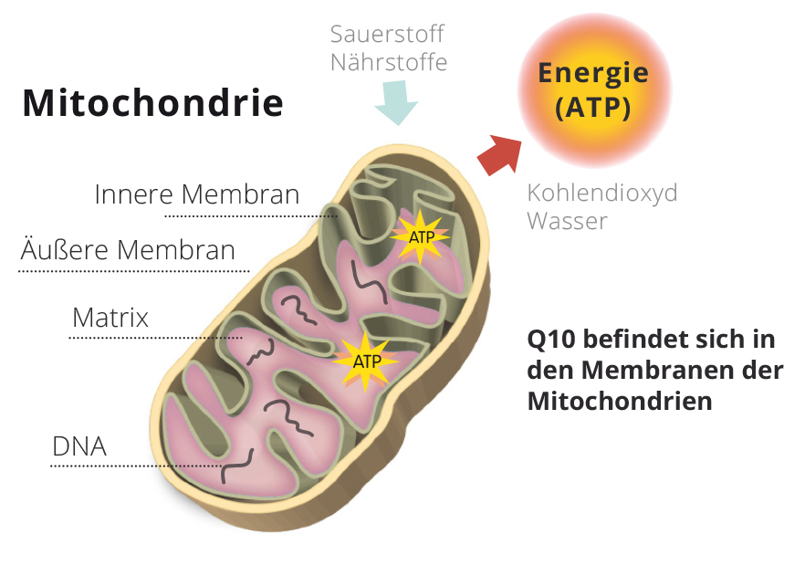 Mitochondrie