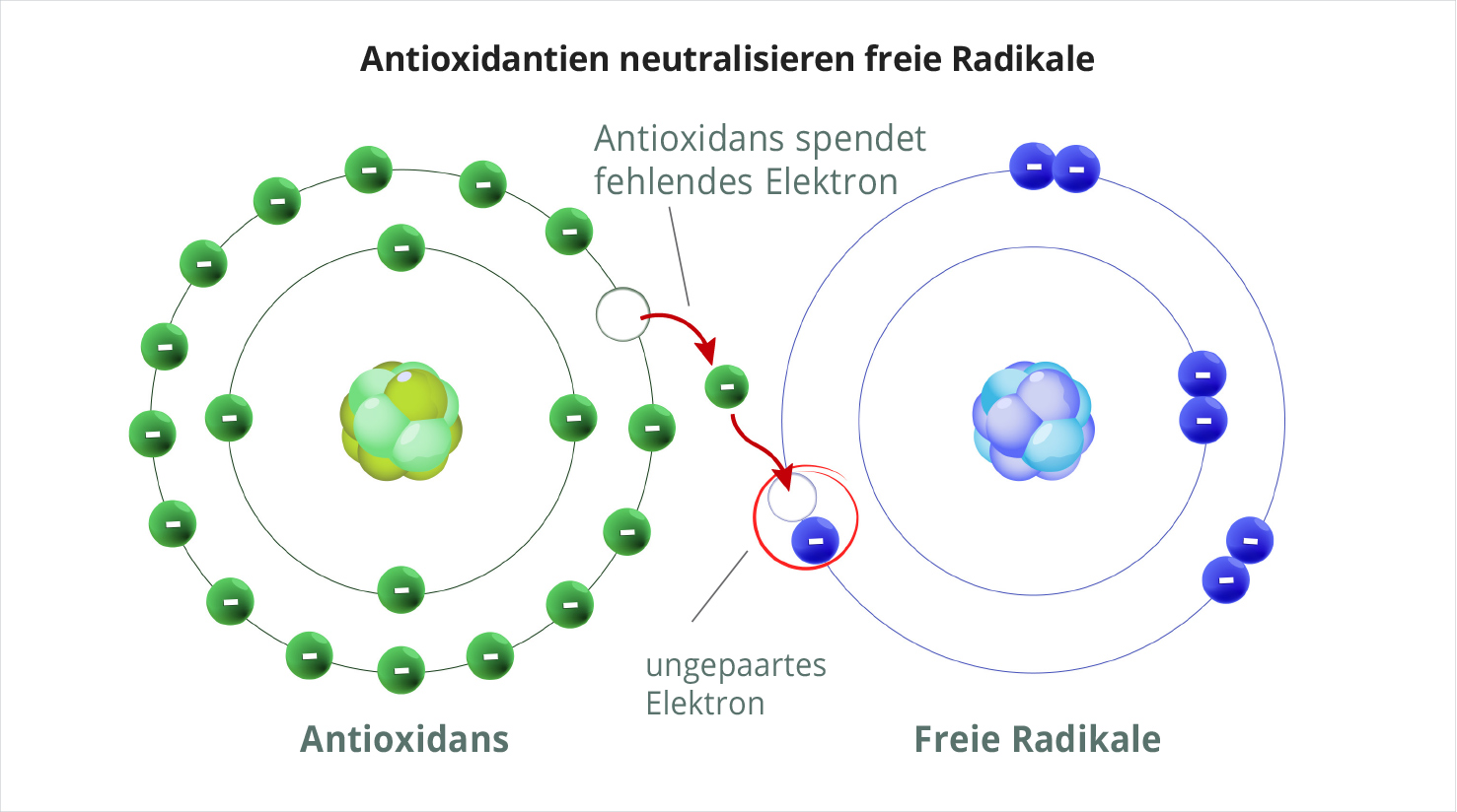 wie Antioxidantien freie Radikale neutralisieren