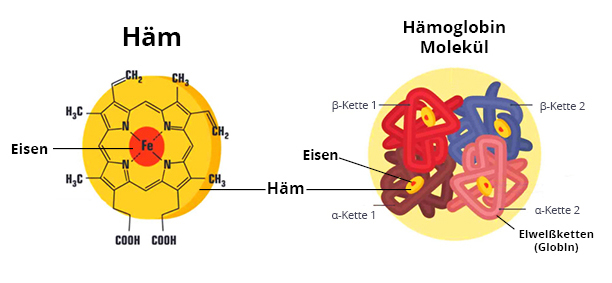 Häm-Molekül