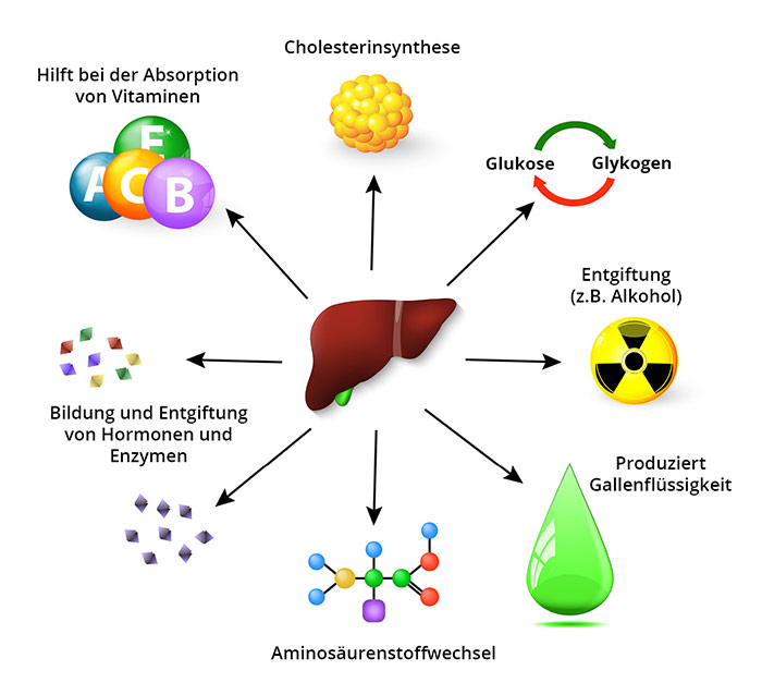 Aufgaben der Leber