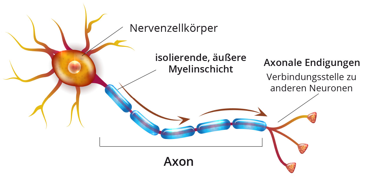 Myelinschicht