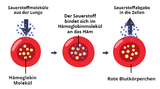 Sauerstofftransport-Blut