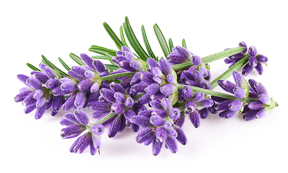 Lavendel