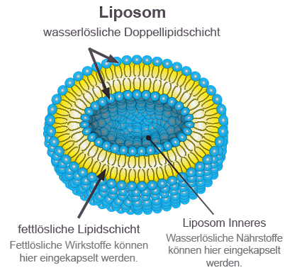 Aufbau eines Liposoms