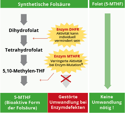 Vergleich Folsäure Folat 