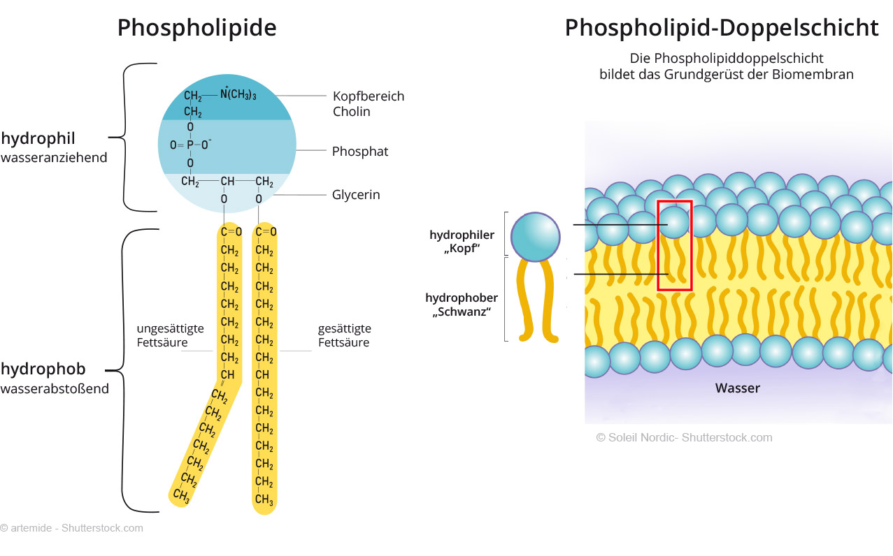 Phospholipide Lecithin
